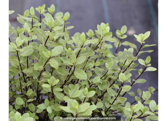 PITTOSPORUM tenuifolium 'Tom Thumb'