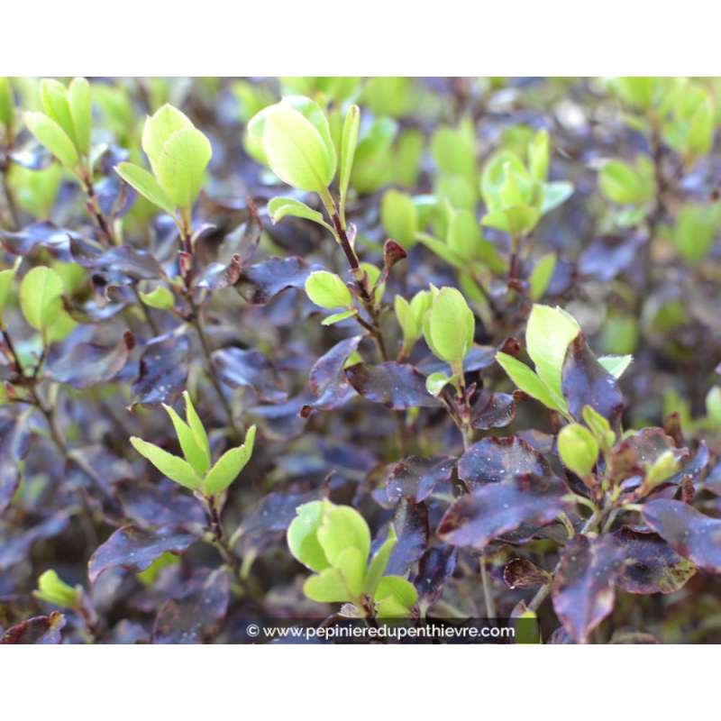 PITTOSPORUM tenuifolium 'Tom Thumb'