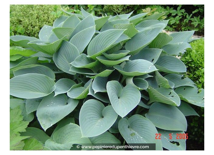 HOSTA 'Halcyon'