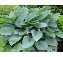 HOSTA 'Halcyon' HOSTA 'Halcyon'