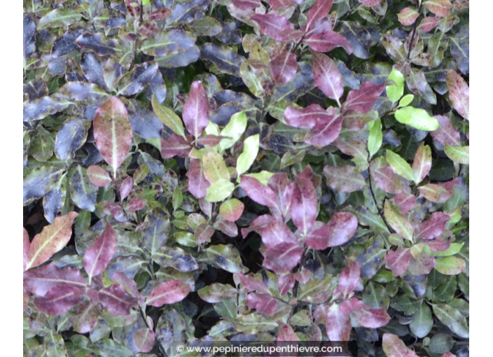 PITTOSPORUM tenuifolium 'Tom Thumb'