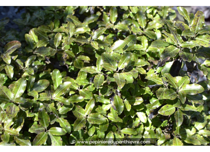 PITTOSPORUM tenuifolium 'Tom Thumb'
