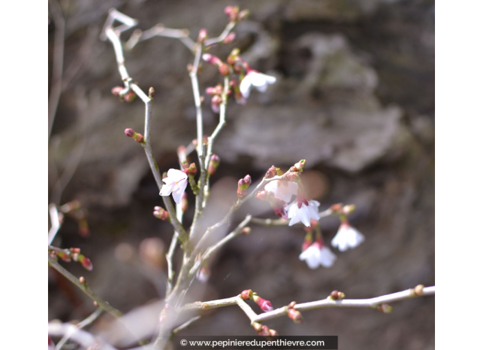 PRUNUS incisa 'Kojo No Mai' PRUNUS incisa 'Kojo No Mai'