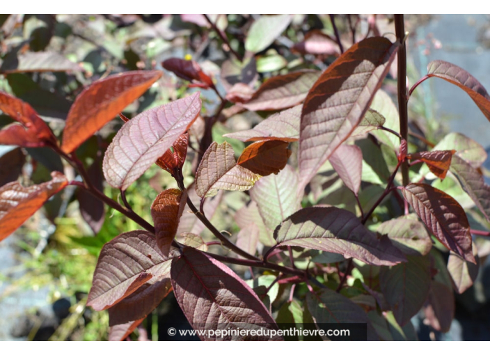 PRUNUS padus 'Colorata' PRUNUS padus 'Colorata'