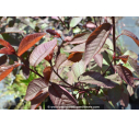 PRUNUS padus 'Colorata' PRUNUS padus 'Colorata'