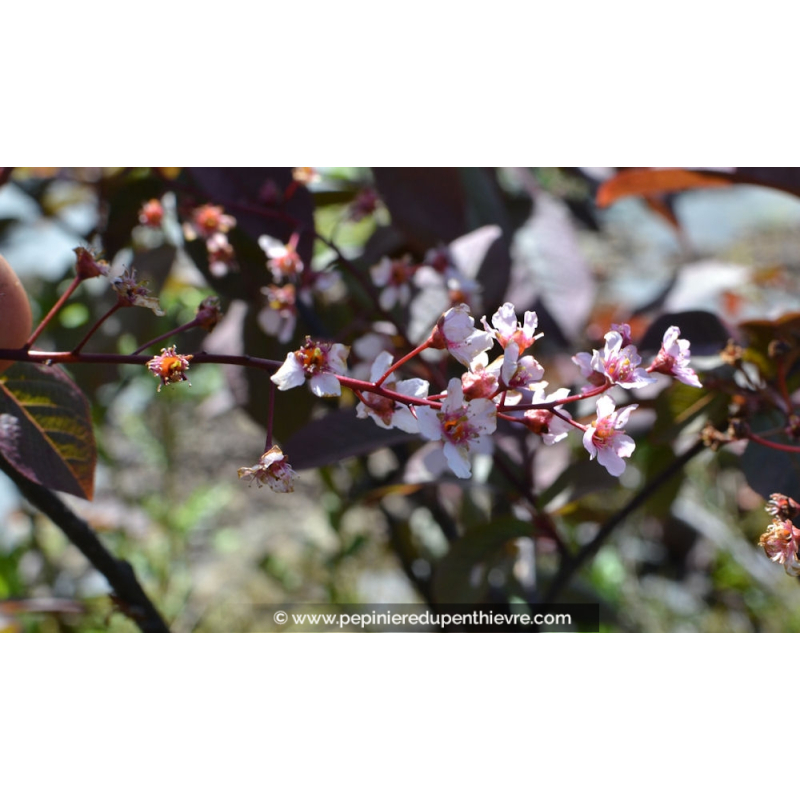 PRUNUS padus 'Colorata'