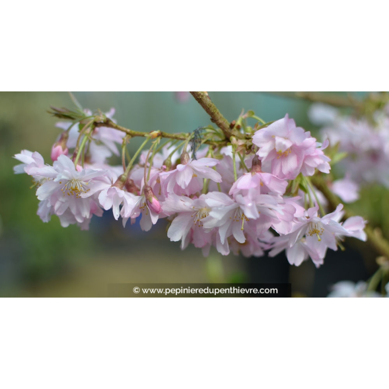 PRUNUS subhirtella 'Autumnalis Rosea' - Printemps