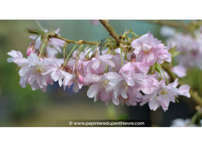 PRUNUS subhirtella 'Autumnalis Rosea' - Printemps