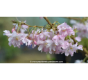 PRUNUS subhirtella 'Autumnalis Rosea' - Printemps