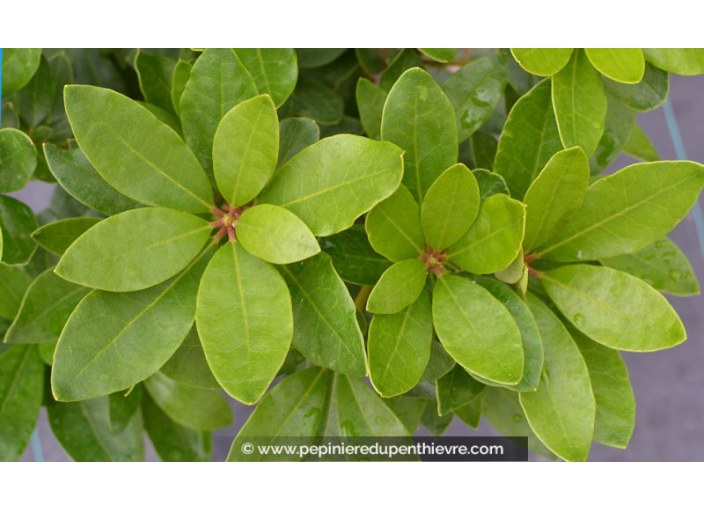 RHODODENDRON ponticum