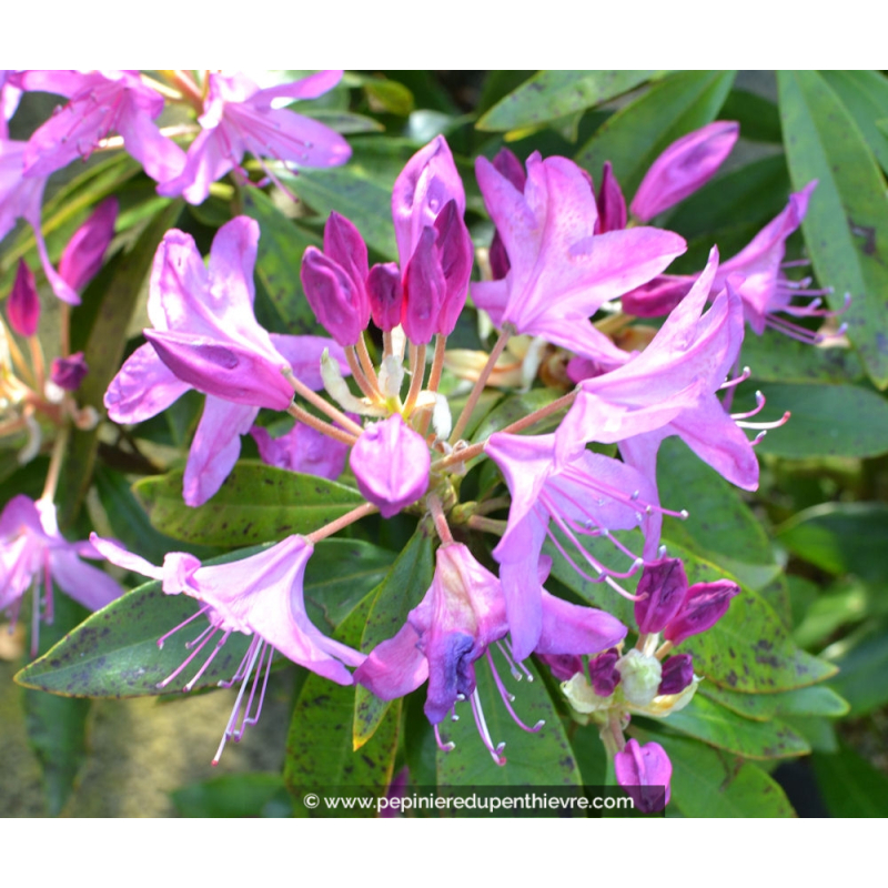 RHODODENDRON ponticum