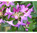RHODODENDRON ponticum
