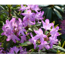 RHODODENDRON ponticum