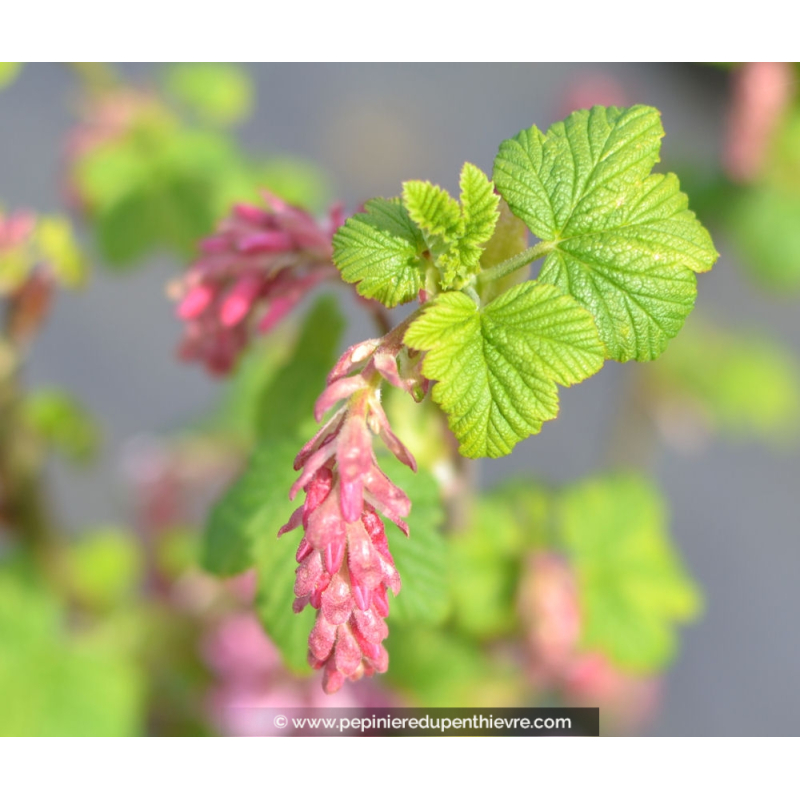 RIBES sanguineum