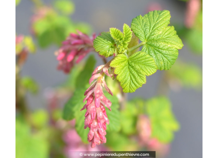 RIBES sanguineum