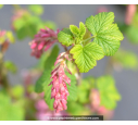 RIBES sanguineum