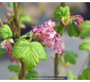 RIBES sanguineum