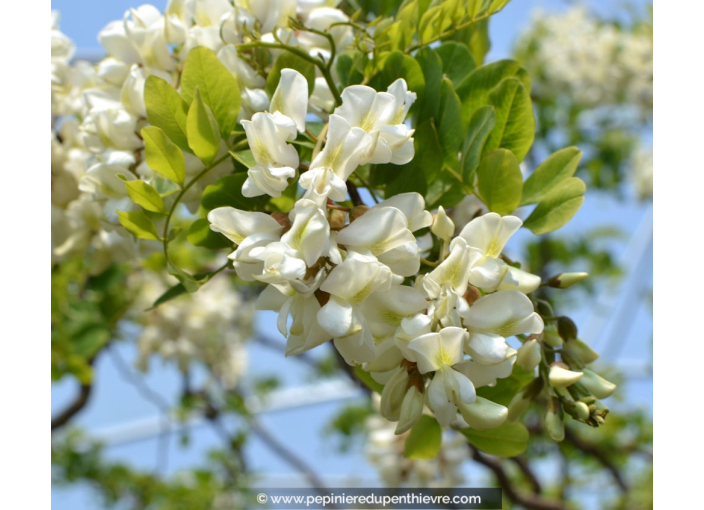 ROBINIA pseudoacacia 'Twisty Baby'