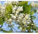 ROBINIA pseudoacacia 'Twisty Baby'