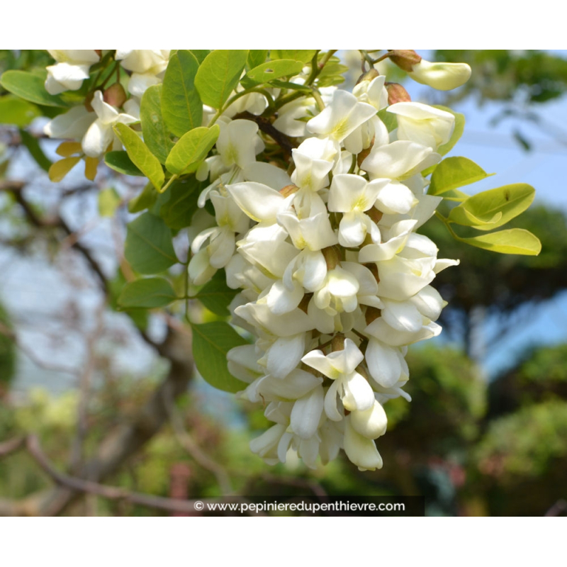 ROBINIA pseudoacacia 'Twisty Baby'