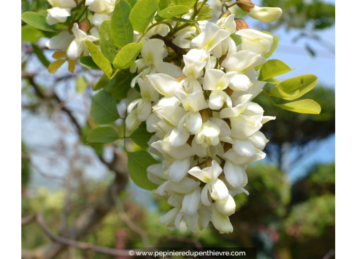 ROBINIA pseudoacacia 'Twisty Baby'