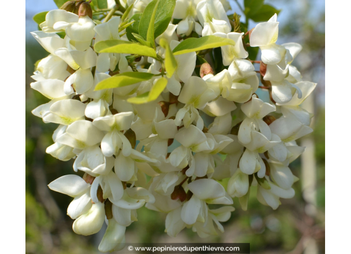 ROBINIA pseudoacacia 'Twisty Baby'
