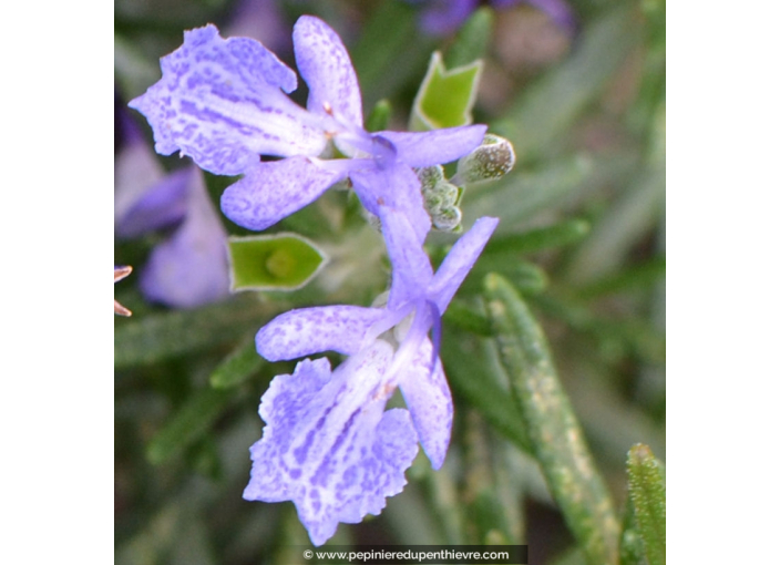 ROSMARINUS officinalis 'Corsican Blue' ROSMARINUS officinalis 'Corsican Blue'