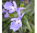ROSMARINUS officinalis 'Corsican Blue' ROSMARINUS officinalis 'Corsican Blue'