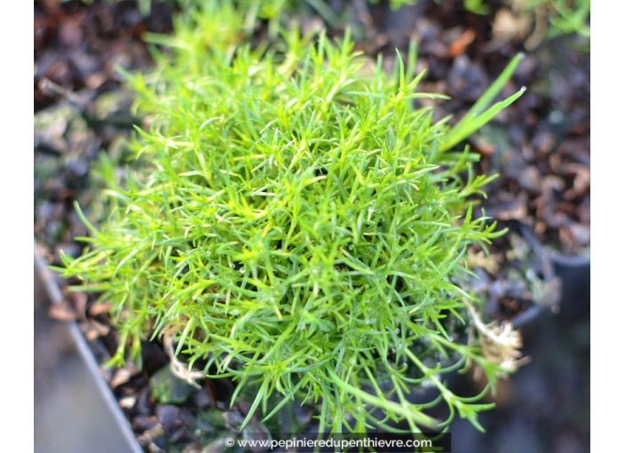 Sagina subulata Sagina subulata