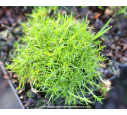 Sagina subulata Sagina subulata