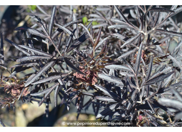 SAMBUCUS nigra 'Black Lace' SAMBUCUS nigra 'Black Lace'