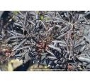 SAMBUCUS nigra 'Black Lace' SAMBUCUS nigra 'Black Lace'