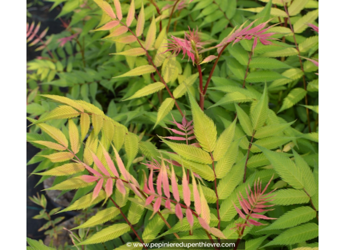 SORBARIA sorbifolia 'Sem' SORBARIA sorbifolia 'Sem'