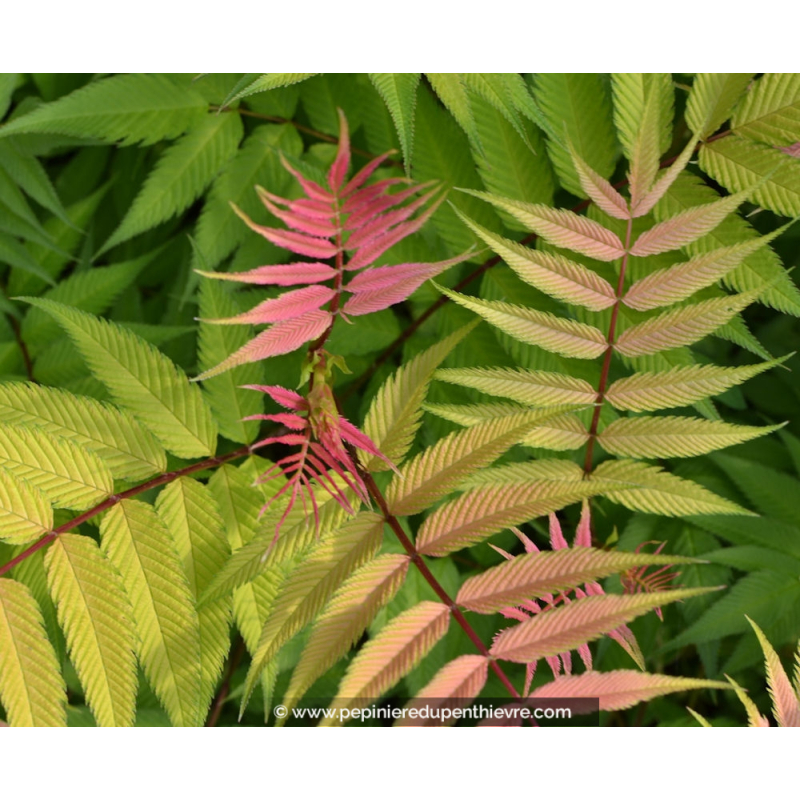 SORBARIA sorbifolia 'Sem'