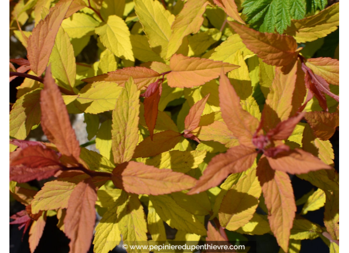 SPIRAEA x bumalda 'Goldflame' SPIRAEA x bumalda 'Goldflame'