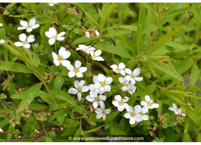 SPIRAEA thunbergii