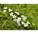 SPIRAEA thunbergii
