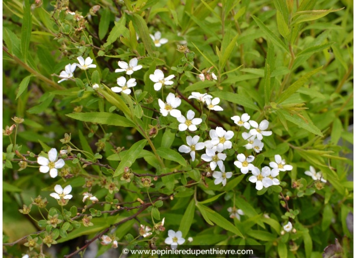 SPIRAEA thunbergii