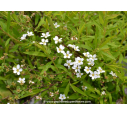 SPIRAEA thunbergii