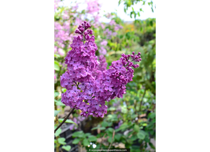 SYRINGA vulgaris 'Charles Joly'