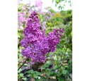 SYRINGA vulgaris 'Charles Joly'
