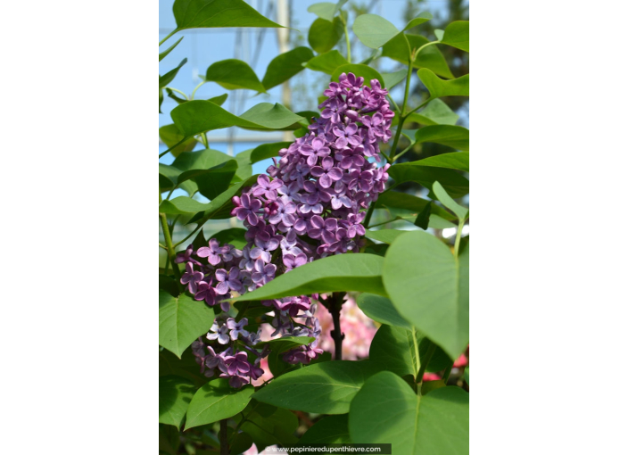 SYRINGA vulgaris 'Charles Joly'
