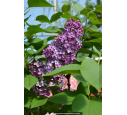 SYRINGA vulgaris 'Charles Joly'