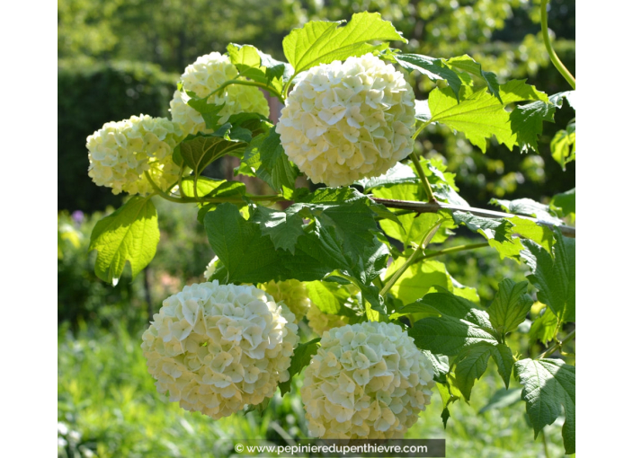VIBURNUM opulus 'Roseum'