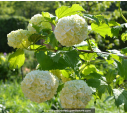 VIBURNUM opulus 'Roseum'