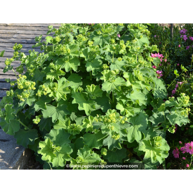 ALCHEMILLA mollis