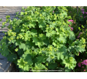 ALCHEMILLA mollis