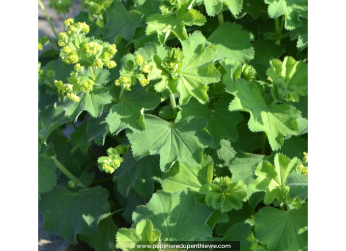 ALCHEMILLA mollis