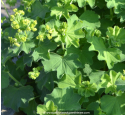 ALCHEMILLA mollis