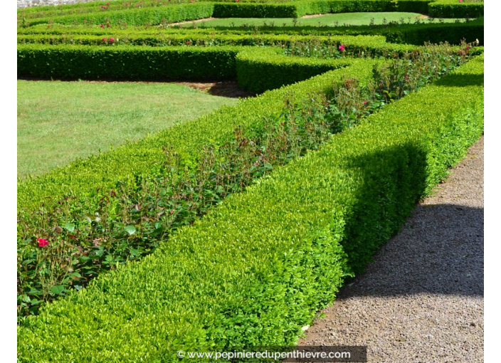 BUXUS sempervirens